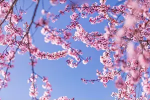 Pink cherry blossom on the Sakura tree. Sakura flowers are representative of Japanese flowers. Amazing spring nature. Beautiful colors of nature
