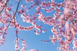 Pink cherry blossom on the Sakura tree. Sakura flowers are representative of Japanese flowers. Amazing spring nature. Beautiful colors of nature