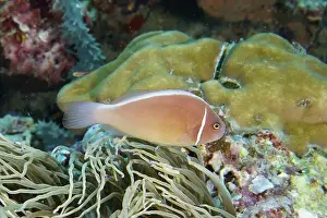 Exterior Photographs Prints: Pink-coloured clownfish, collar anemonefish (Amphiprion perideraion)