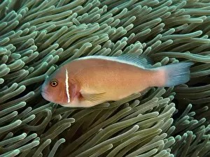 Percomorphaceae Prints: A pink-coloured fish, collar anemonefish (Amphiprion perideraion)
