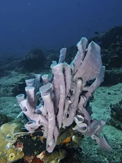 Mating Season Prints: Pink-coloured large tubular sponge (Haliclona (Reniera)