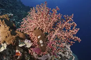 Cnidarians Prints: Pink coral, Godeffroy's soft coral (Siphonogorgia godeffroyi)