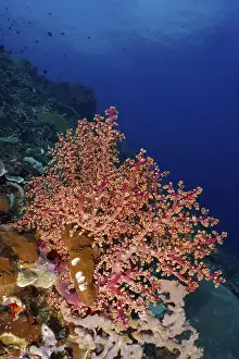 Cnidarians Prints: Pink coral, Godeffroy's soft coral (Siphonogorgia godeffroyi)