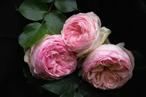 Pink Flower Prints: Pink double Rose / Gefüllte rosa Rose Eden Rose double