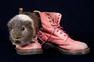 Punk Prints: Pink dr marten boots and a guinea pig in the studio