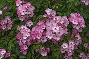 Rosy Prints: Pink flowering rose Ghislaine de Feligonde (Rosa Multiflora-Hybride), Germany