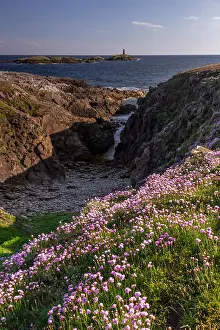 Inlet Prints: Pink flowers on the cliffs at Rhoscolyn, Anglesey, North Wales on a sunny day