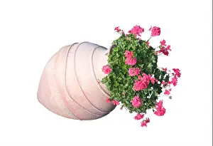 Pistils Prints: Pink geranium flowers in terracotta vase outdoors