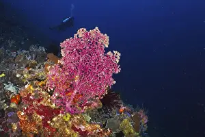 Dives Prints: Pink Godeffroy's soft coral (Siphonogorgia godeffroyi)