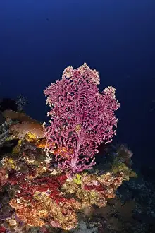 Different Coloured Prints: Pink Godeffroy's soft coral (Siphonogorgia godeffroyi)