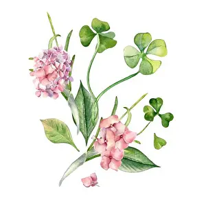 Painted Prints: Pink hydrangea and clover watercolor illustration isolated