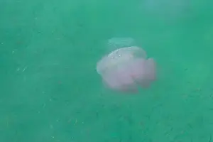 Pelagic Prints: A pink jellyfish floats amongst a school of small fish in a green sea