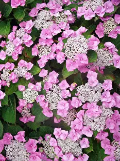 Hydrangea Prints: Pink Lacecap Hydrangea macrophylla Flowering time mid to late summer is deciduous and fully hardy