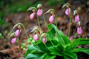 Pisgah Prints: Pink Lady's Slipper (Cypripedium acaule) - Pisgah National Forest