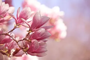 Magnolia Prints: Pink magnolia blossoms on tree branches in spring
