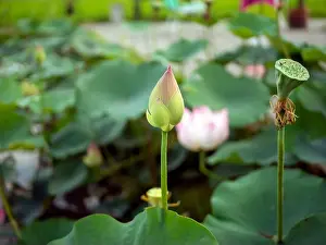 Duck Pond Prints: A pink Nelumbo nucifera, Lotus flower with its green leaves background