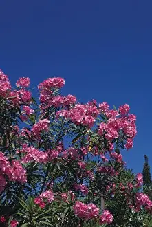 Pink Oleander against blue sky, Bermuda