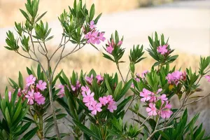 Fragility Prints: Pink Oleander. Poisonous shrub from roots to flowers. Cyprus