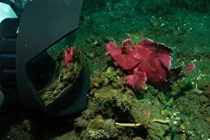 Scorpaenidae Prints: Pink paddle-flap scorpionfish sees its reflection in camera, Lembeh Strait, Indonesia