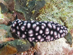 Dive Site Prints: Pink patterned nudibranch with black body