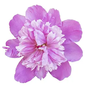 Against White Background Prints: Pink peony isolated on white background