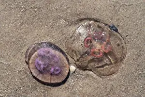 Flower Fresh Prints: Pink and Purple Jellyfish on the beach at Skagen Grenen at the most northern tip of Denmark in Europe