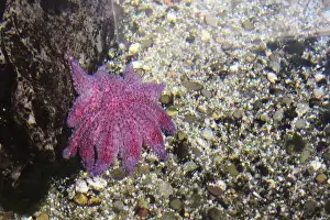 Star Shape Prints: pink Pycnopodia helianthoides on a gray stone background in clear seawater