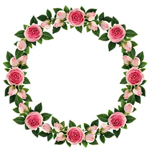 Rosette Prints: Pink rose flowers round frame isolated on white. Flat lay. Top view