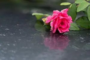 Softness Prints: Pink rose on wet car. Reflections and water drops on roof of grey car on rainy september day