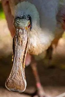 Reid Park Zoo Prints: A pink Roseate Spoonbill in Tucson, Arizona