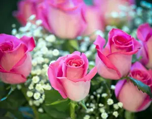 Babys Breath Prints: pink roses