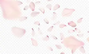 Pink sakura falling petals background. Vector illustration