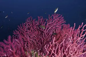 South France Prints: Pink shining Violescent sea-whip (Paramuricea clavata) in the deep sea