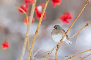 Eyed Prints: Pink-sided dark-eyed junco (Junco hyemalis) in winter