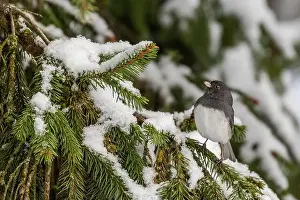 Eyed Prints: Pink-sided dark-eyed junco (Junco hyemalis) in winter