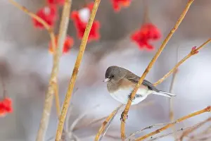 Eyed Prints: Pink-sided dark-eyed junco (Junco hyemalis) in winter
