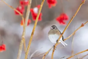 Eyed Prints: Pink-sided dark-eyed junco (Junco hyemalis) in winter
