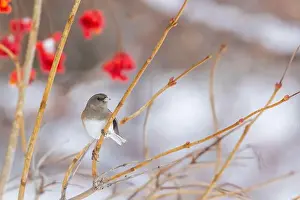Eyed Prints: Pink-sided dark-eyed junco (Junco hyemalis) in winter