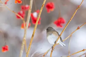 Eyed Prints: Pink-sided dark-eyed junco (Junco hyemalis) in winter