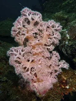 Rosy Prints: Pink soft tree coral (Dendronephthya) in an underwater landscape