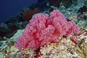 Sea Reef Prints: Pink tree coral (Dendronephthya) on a sea reef in a lively environment