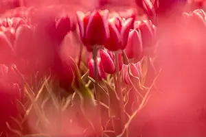 Blue Sky With Clouds Prints: Pink tulips field with the sunlight. Famous beautiful flower bloom in spring day