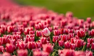 Pink tulips field with the sunlight. Famous beautiful flower bloom in spring day