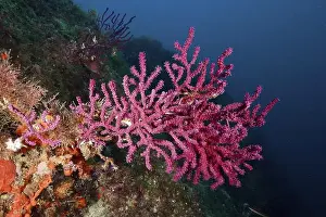 Costa Brava Prints: Pink Violescent sea-whip (Paramuricea clavata) on steeply sloping seabed
