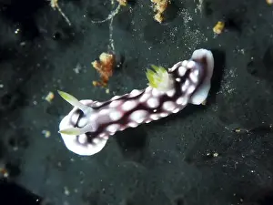 Rosy Prints: Pink-white sea snail, yellow-branded nudibranch (Ardeadoris angustolutea)