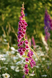 Olympic Peninsula Prints: Pink Wildflowers - Mountain Meadow