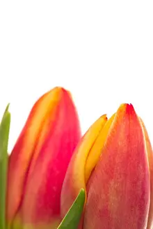 Tulips Prints: Two pink and yellow tulips close up