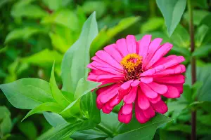 Flower Fresh Prints: Pink Zinnia flower (Zinnia violacea Cav)