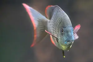 Malawi Prints: Pinstripe Damba Cichlid (Paretroplus menarambo)