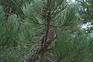 Mediterranean Region Prints: Pinus pinaster. maritime pine